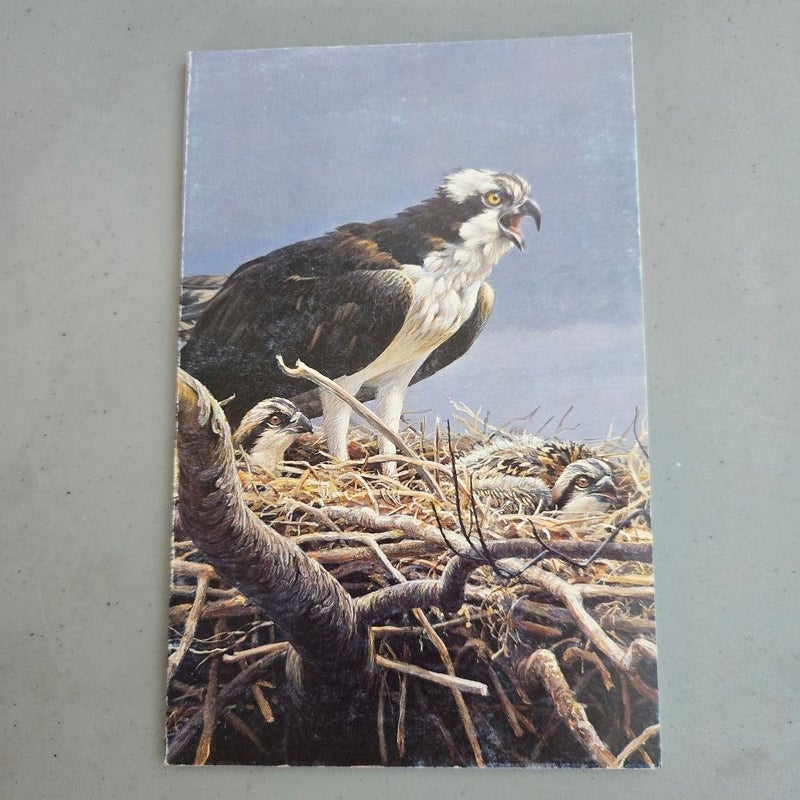 Lot (3) Leigh Yawkey Woodson Museum Bird Art Catalogs 1978 1980 1982