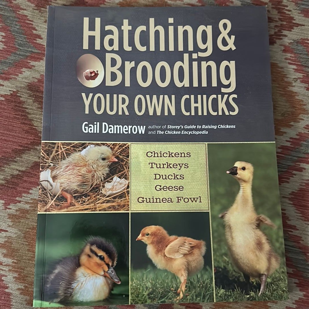 Hatching And Brooding Your Own Chicks By Gail Damerow Paperback Pangobooks 