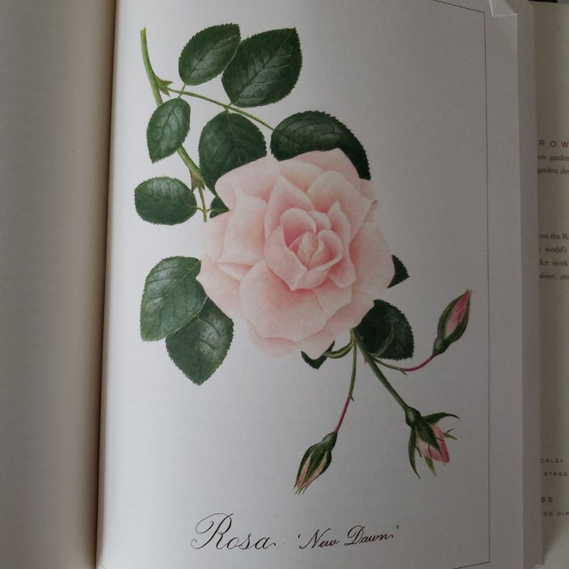 Roses 1st Edition 