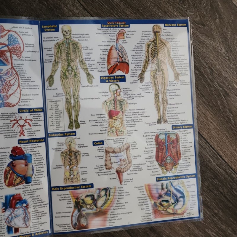 Anatomy - Reference Guide (8. 5 X 11) by Vincent Perez