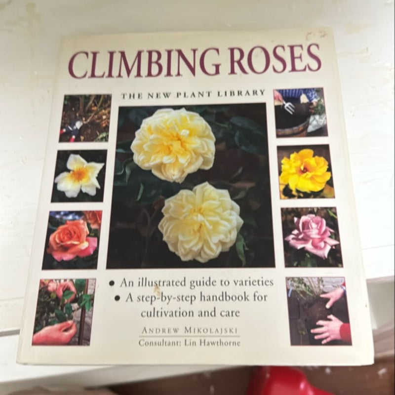 Climbing Roses