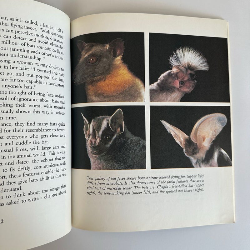 Batman, Exploring the World of Bats, 1991
