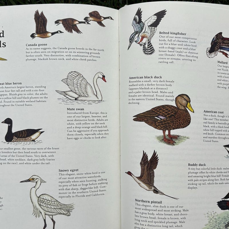 The Bumper Book of Nature