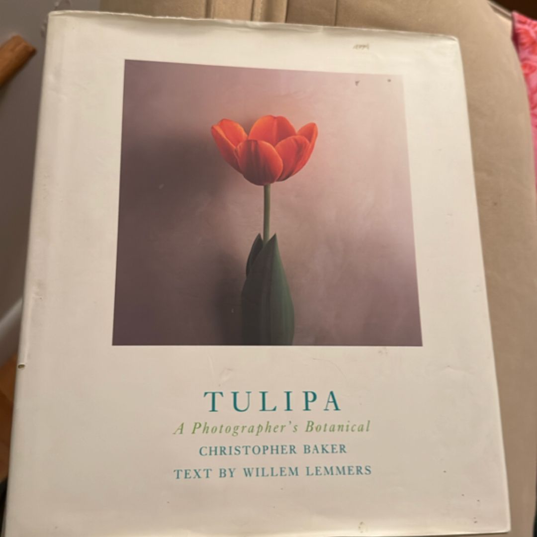 Tulipa