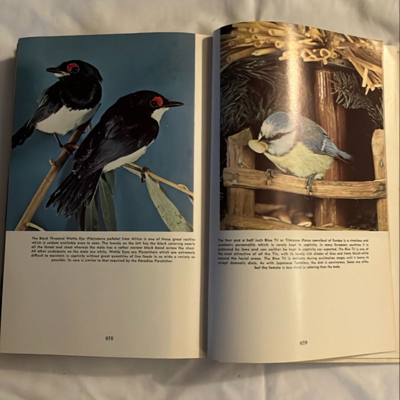 Finches and Soft-Billed Birds