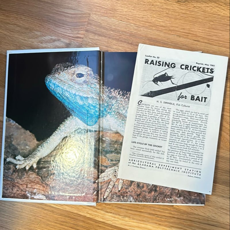 Agamid Lizards