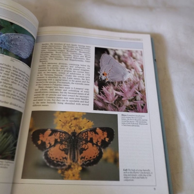 Butterflies How to Identify and Attract Them To Your Garden 