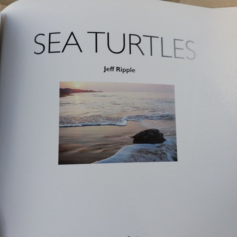 Sea Turtles of the World