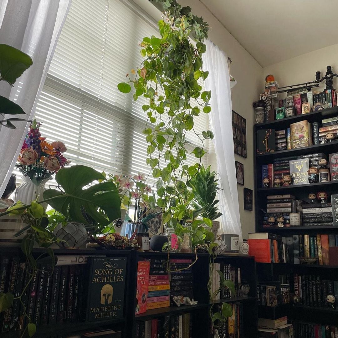 Elysium Library