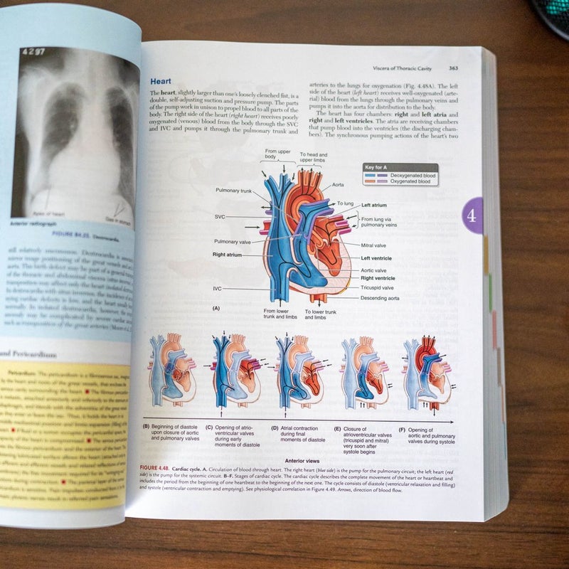 Moore's Clinically Oriented Anatomy