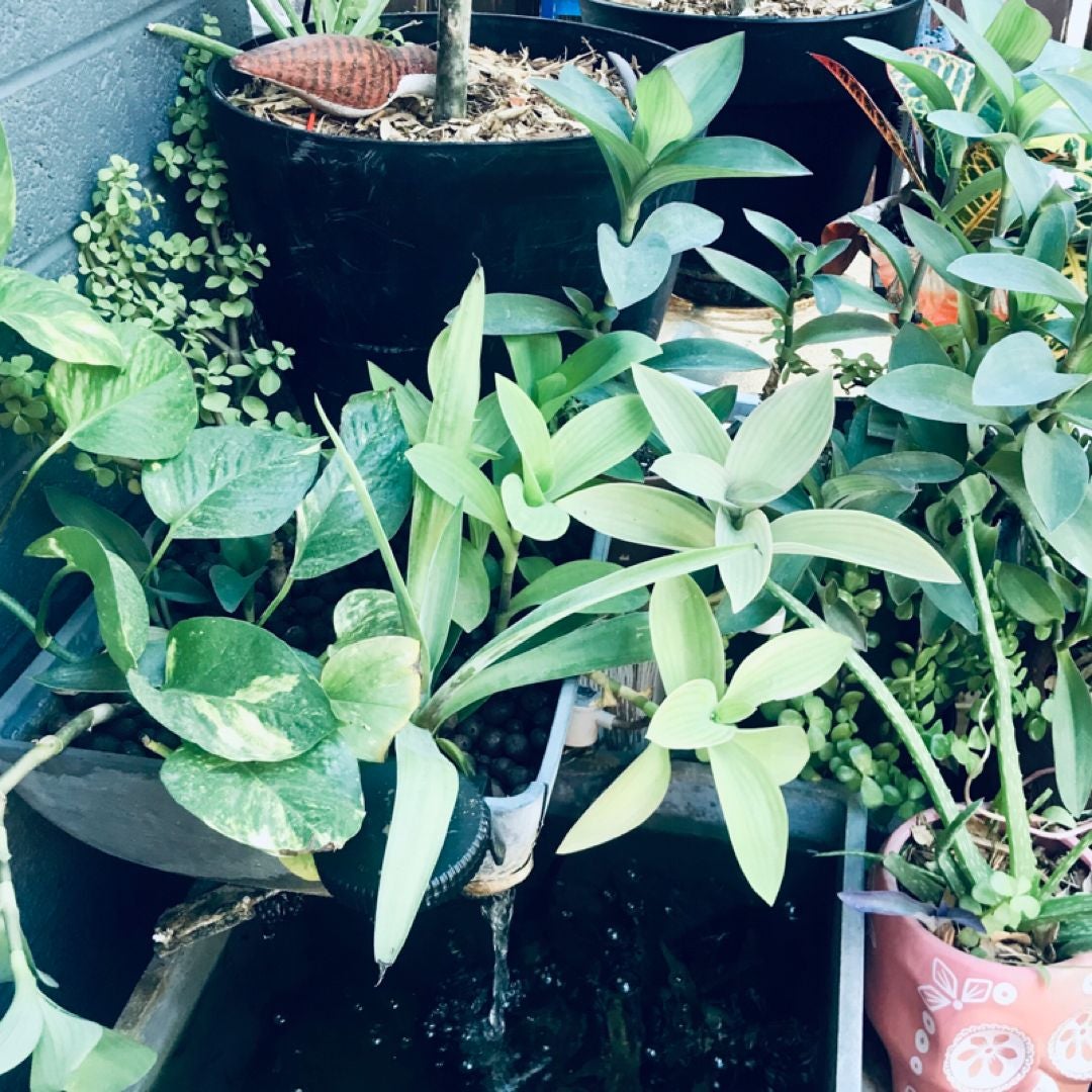 The Little Shop by the Pond