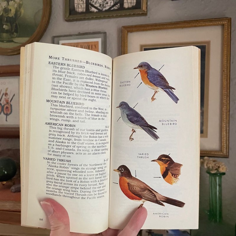 Peterson's First Guide to Birds