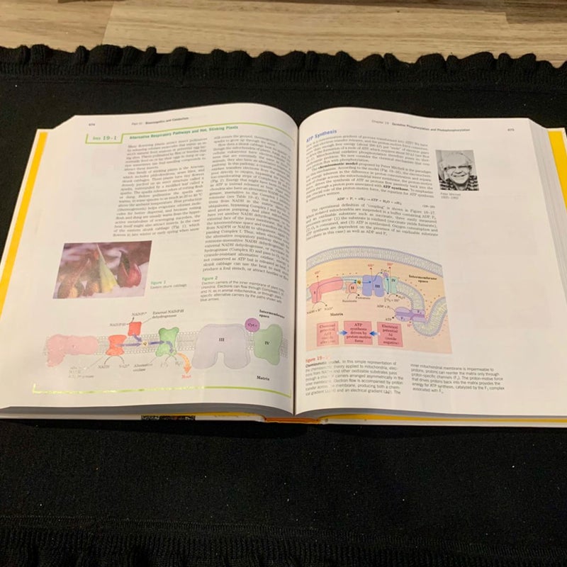 Lehninger Principles of Biochemistry (Third Edition)