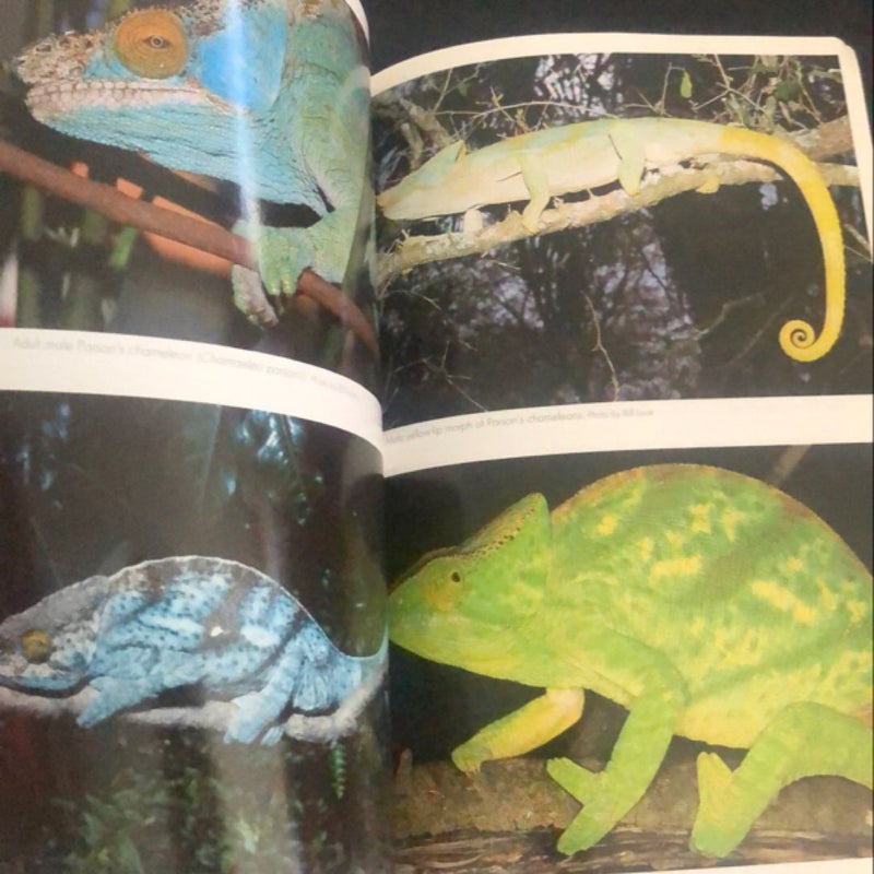 Care and Breeding of Panther, Jackson's, Veiled and Parson's Chameleons