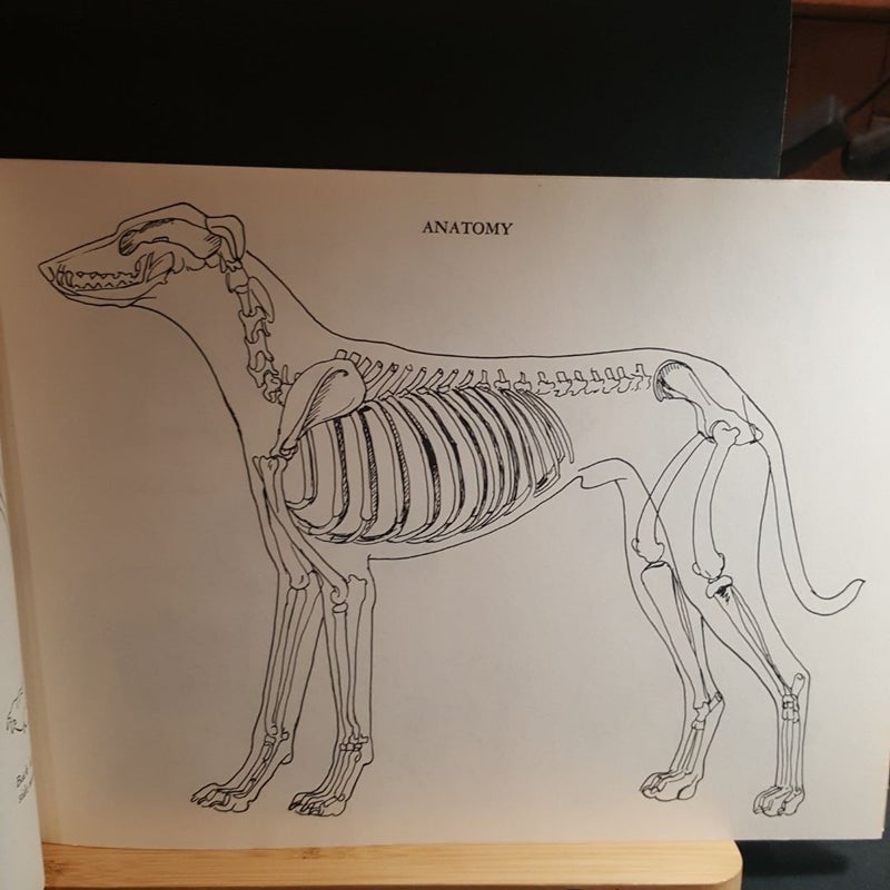 Drawing dogs