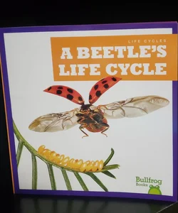 A Beetle's Life Cycle