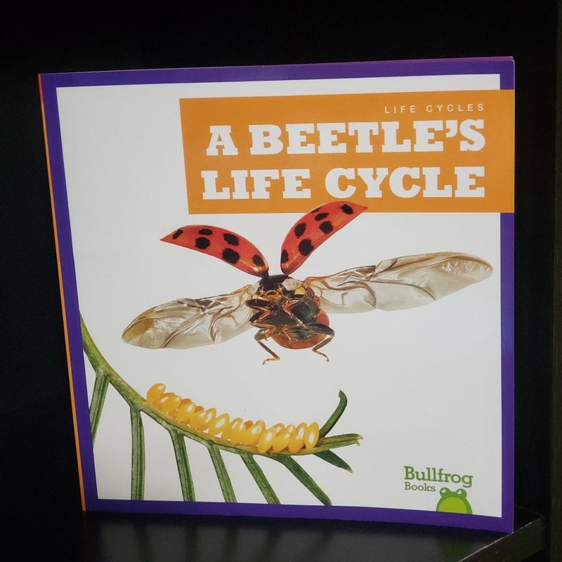 A Beetle's Life Cycle