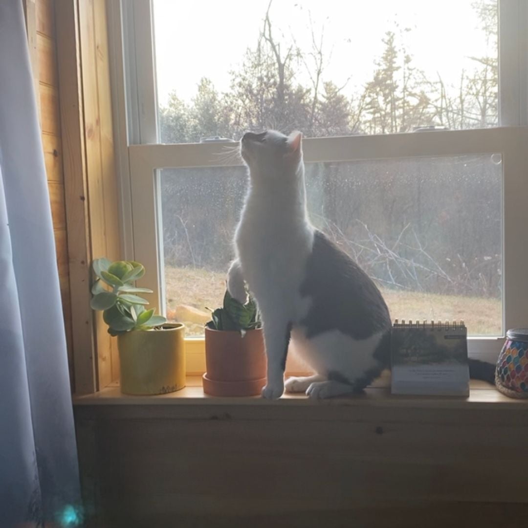 Chookie’s Book Shelf