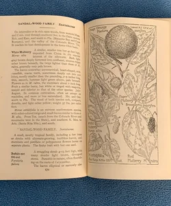 Field Book of American Trees and Shrubs
