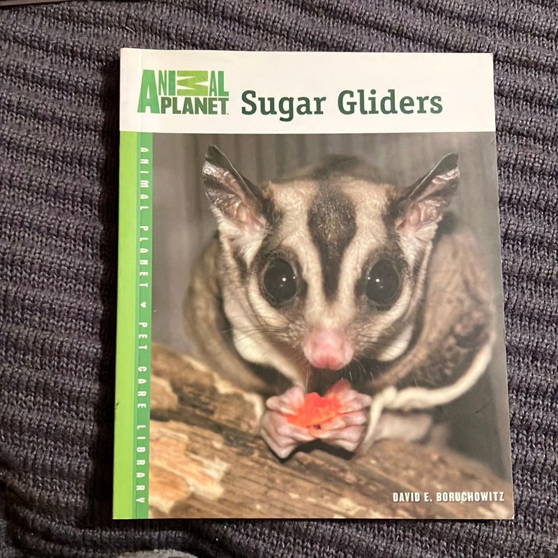 Sugar Gliders