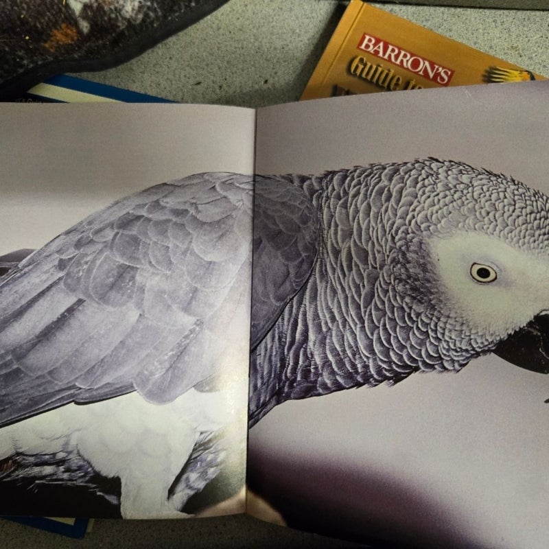 African Gray Parrots