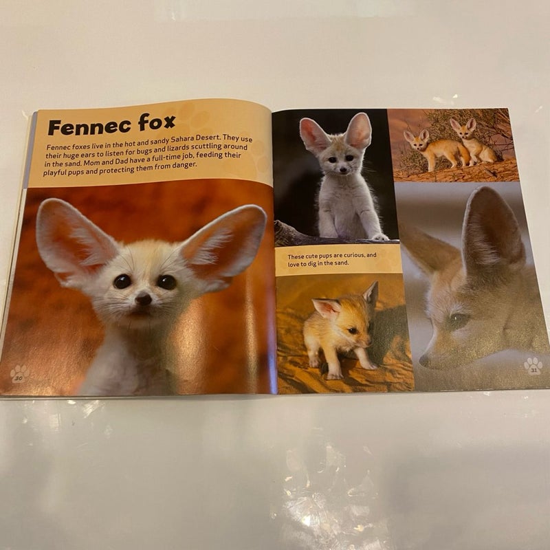 Baby Animal Books Bundle for Young Kids