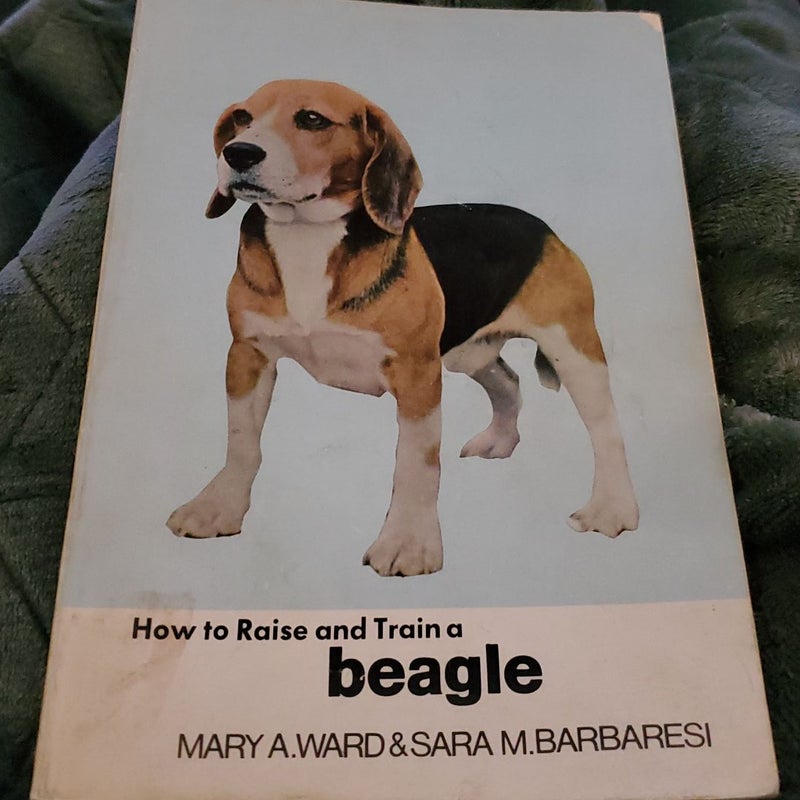 How To Raise And Train A Beagle 