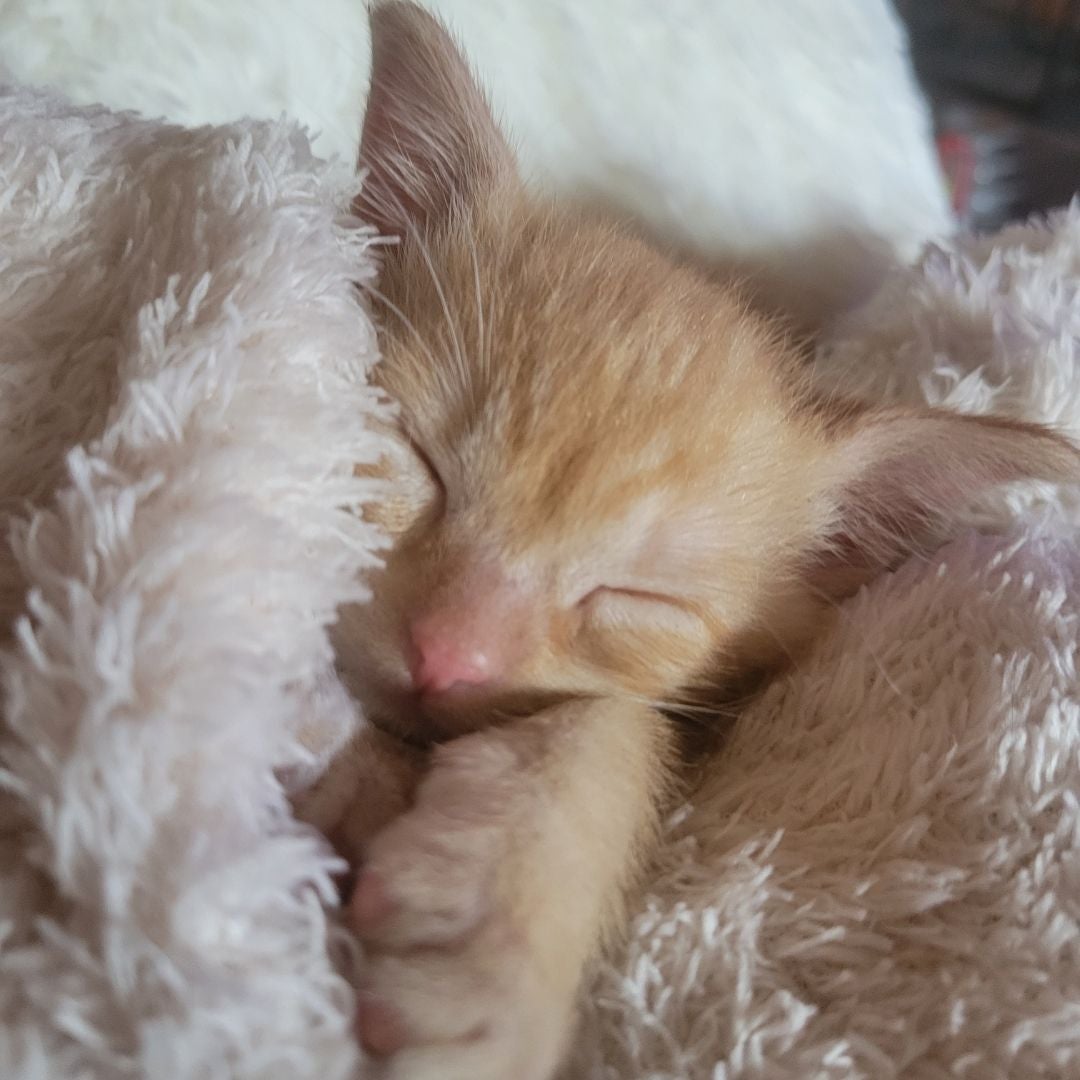Pyro the Kitty