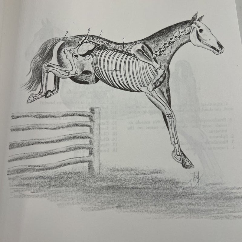 The Anatomy of the Horse