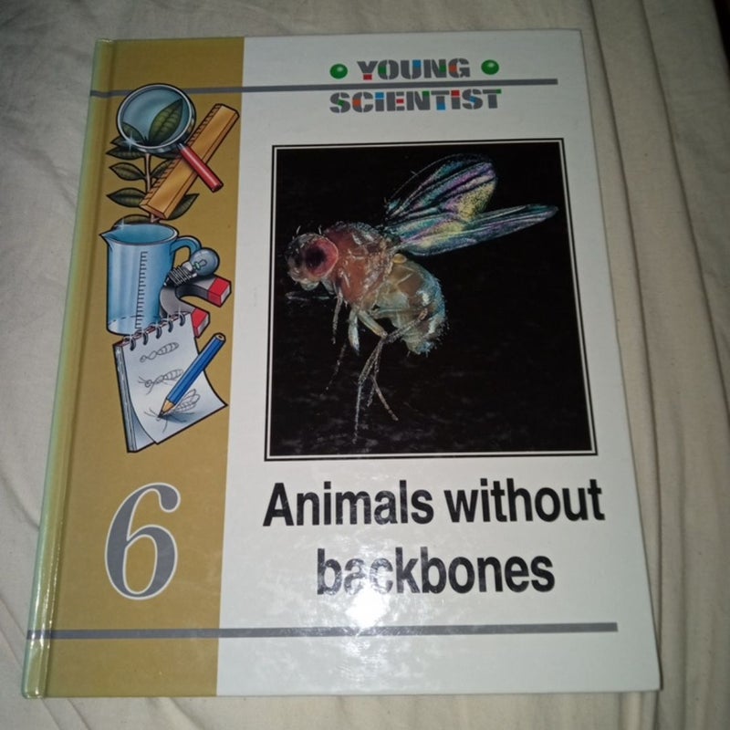 Animals without back bones