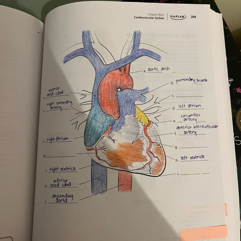 Anatomy Coloring Book with 450+ Realistic Medical Illustrations with Quizzes for Each + 96 Perforated Flashcards of Muscle Origin, Insertion, Action, and Innervation