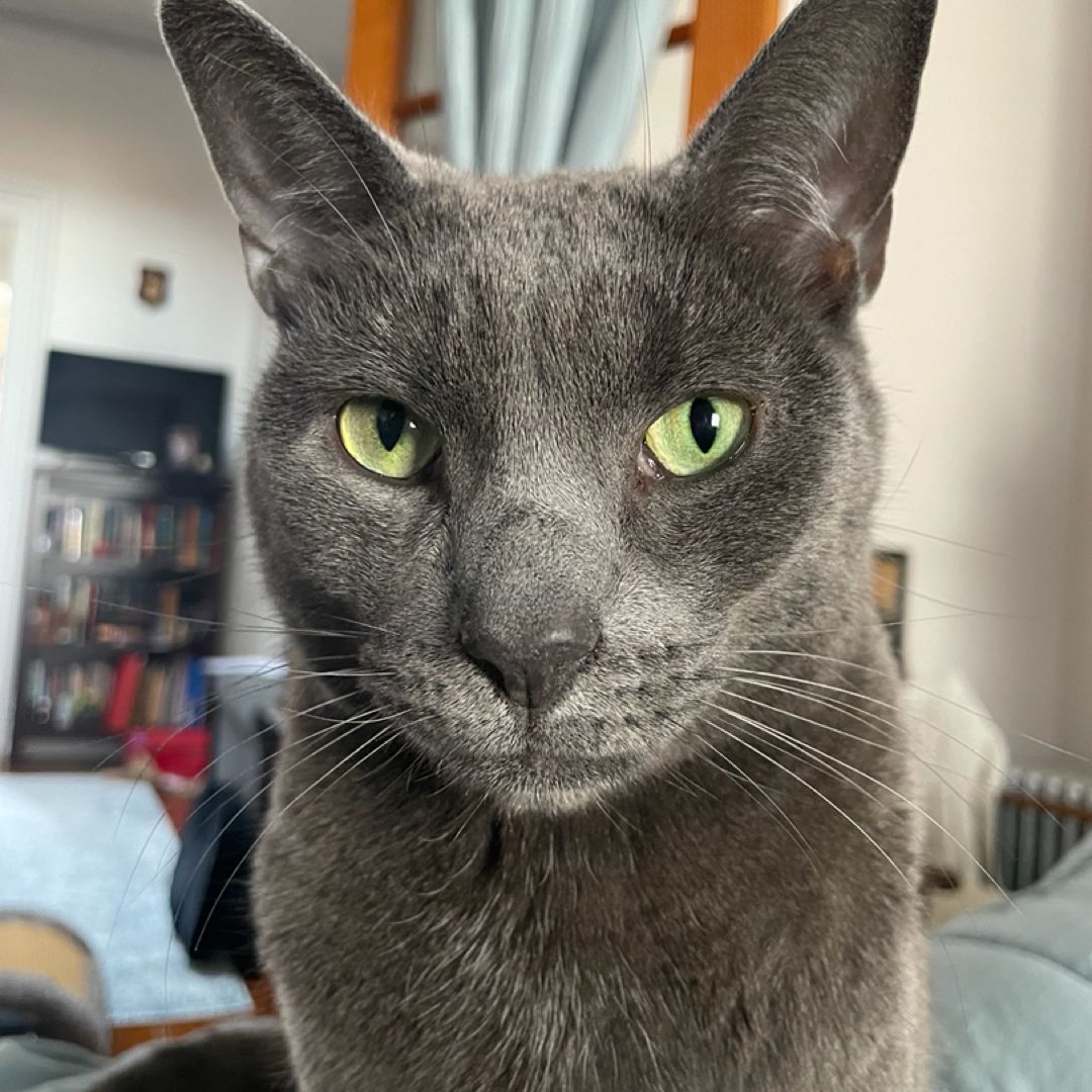 Cat Scratch Books 🐾