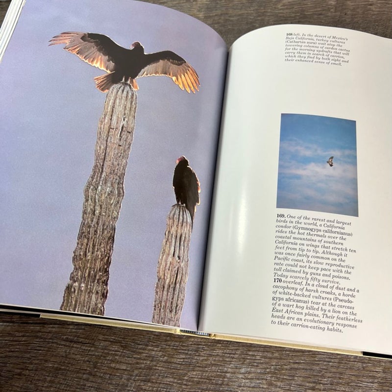 The Audubon Society Book of Wild Birds
