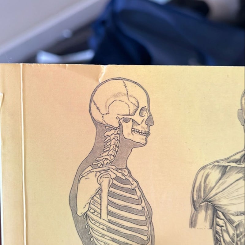 Anatomy for Artists
