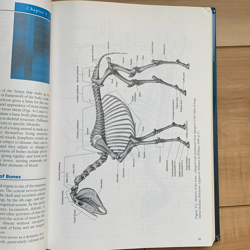 Anatomy and Physiology of Farm Animals