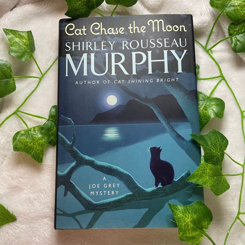 Cat Chase the Moon