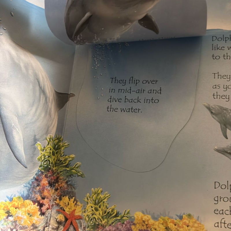Under the Sea Lift-the-Flap
