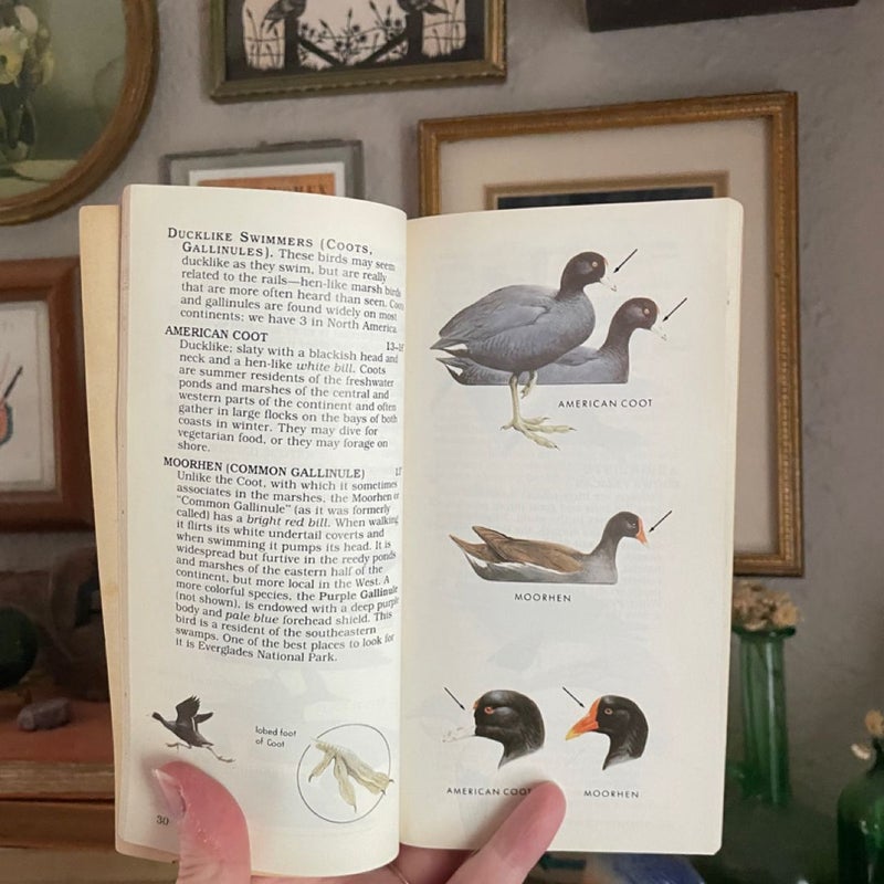 Peterson's First Guide to Birds