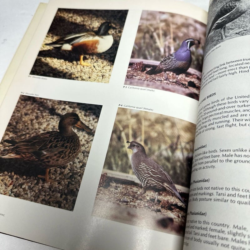 Game Bird Carving