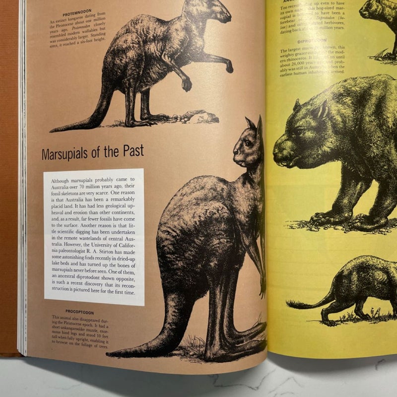 The Land and Wildlife of Australia