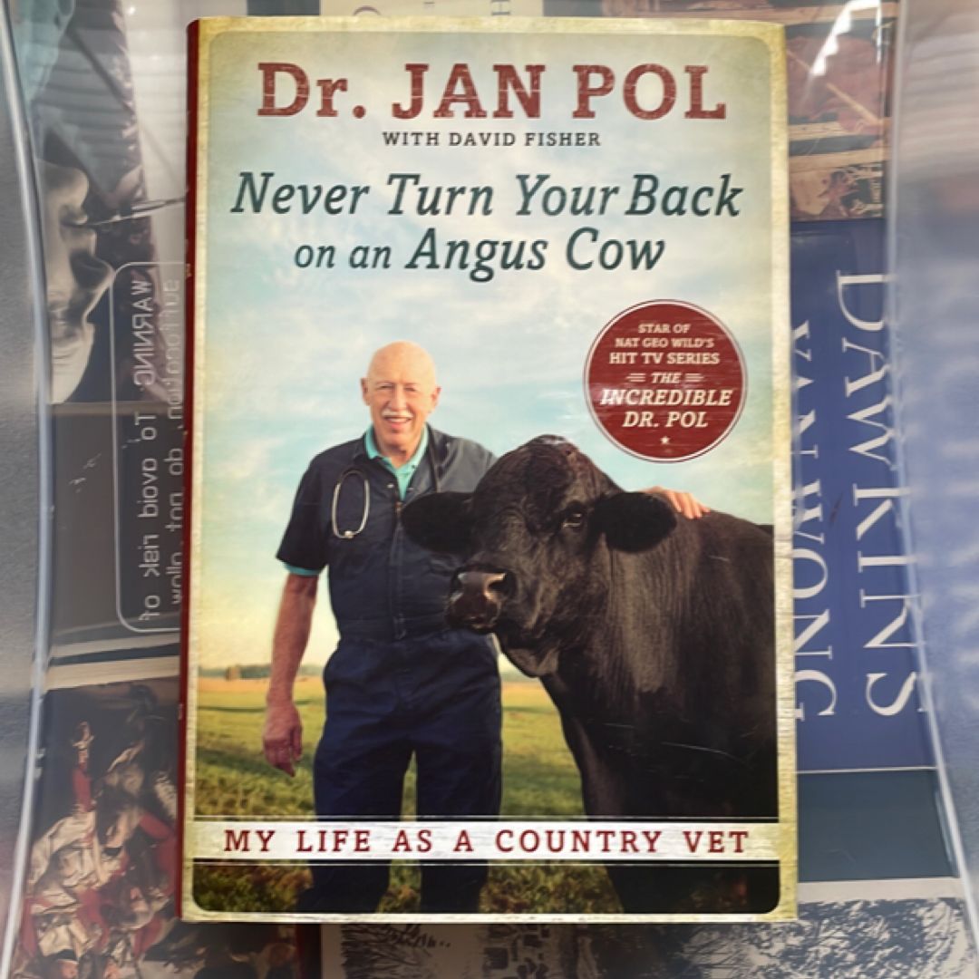 Never Turn Your Back on an Angus Cow