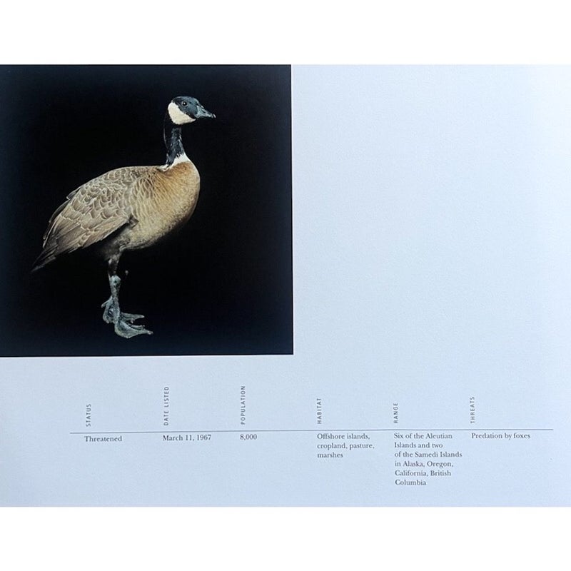 Aleutian Canada Goose Endangered Animals Book Art to Frame Gift Nature Photography