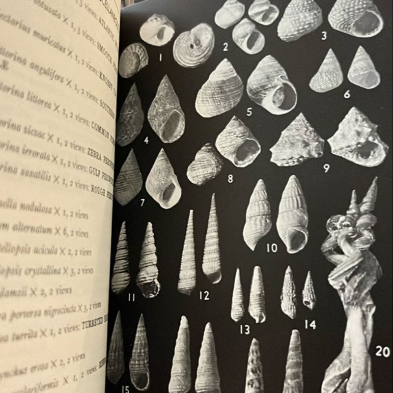 Field Guide to the Shells