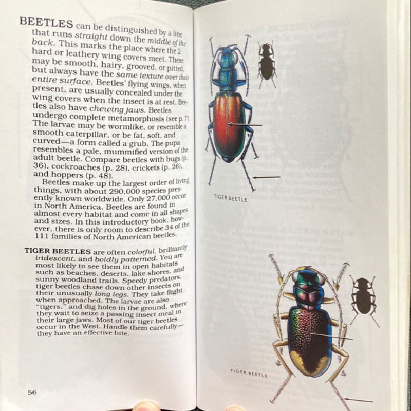 Peterson First Guide to Insects of North America