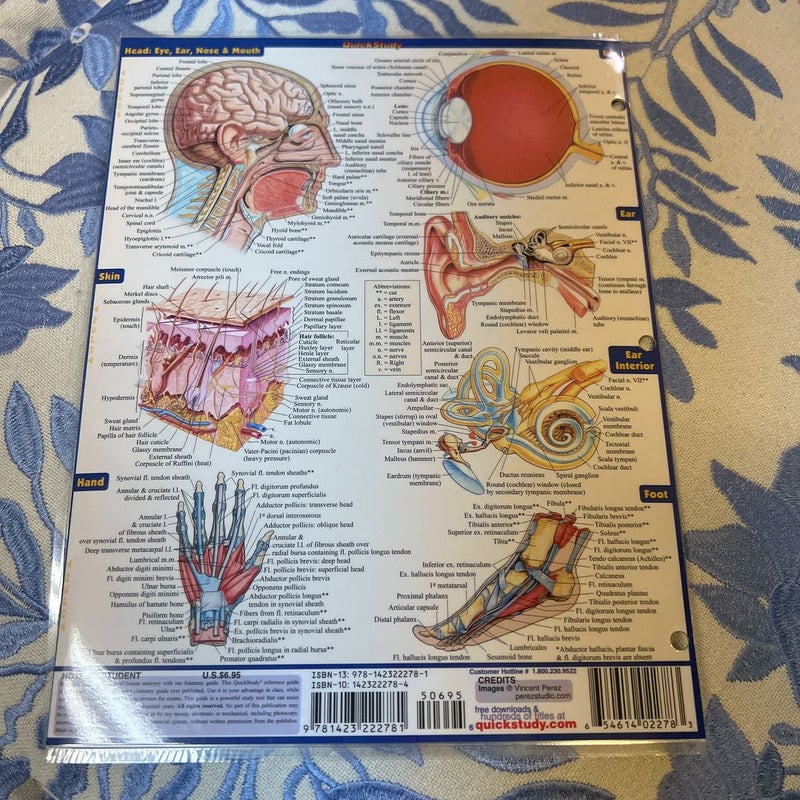 Anatomy - Reference Guide (8. 5 X 11) by Vincent Perez
