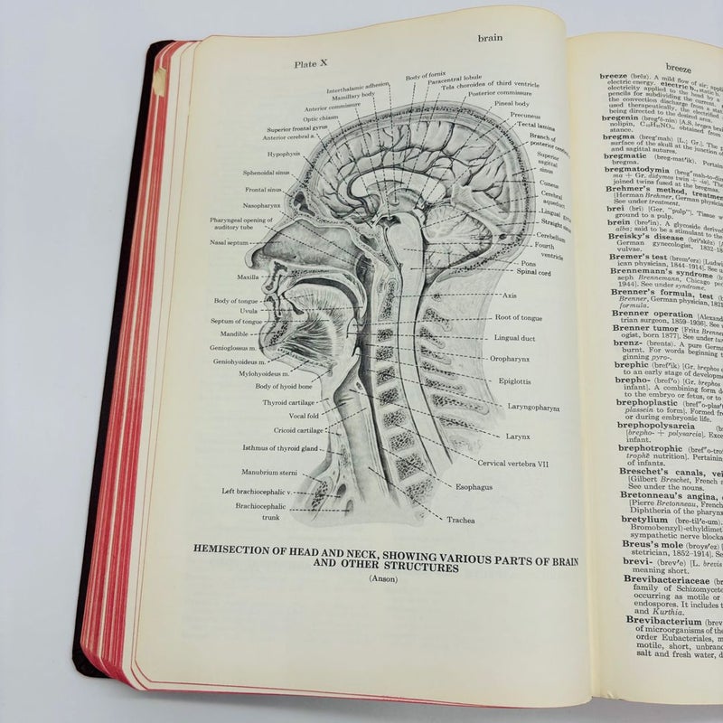 Vintage Dorland's Illustrated Medical Dictionary Red Leather 24th Edition 1965