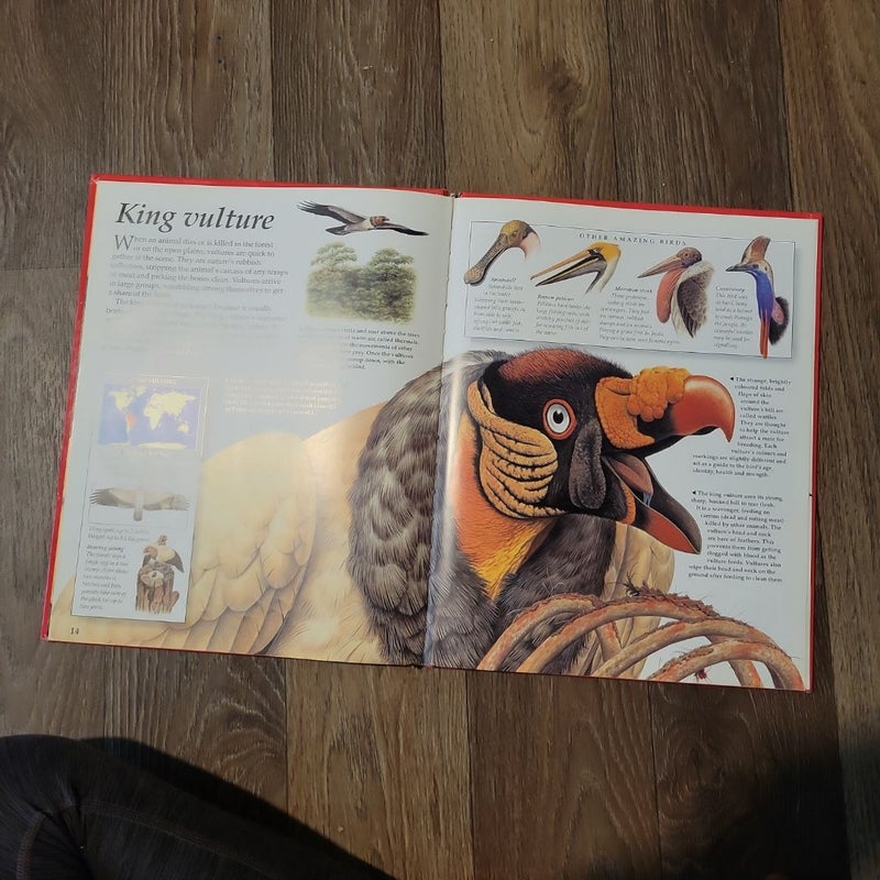 Bizarre Beasts by Anita Ganeri, Claire Robinson