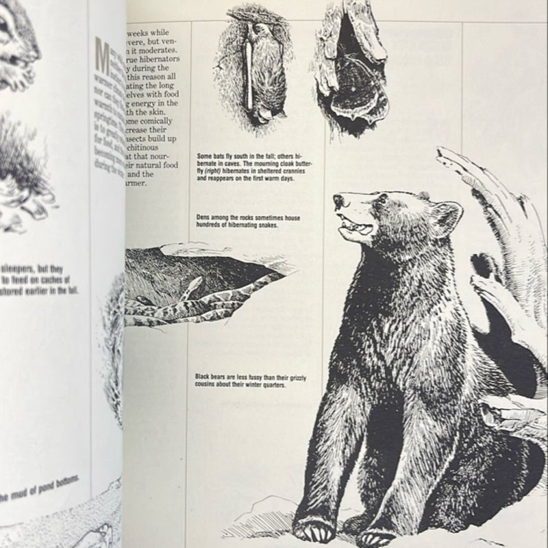 Ned Smith's Wildlife Sketchbook