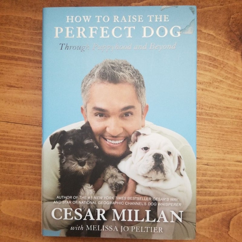 How to Raise the Perfect Dog