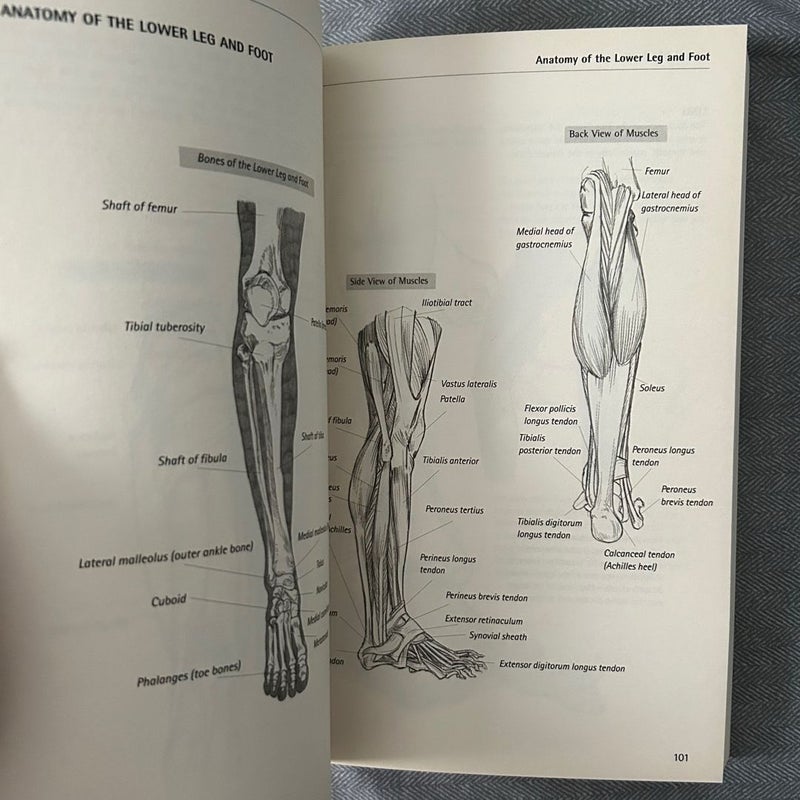 The Essential Guide to Drawing